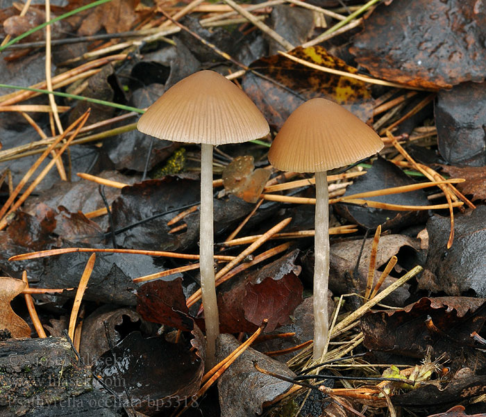 Psathyrella_ocellata_bp3318