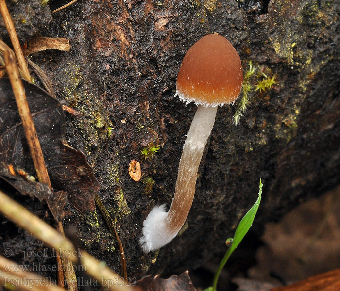 Psathyrella_ocellata_bp3323