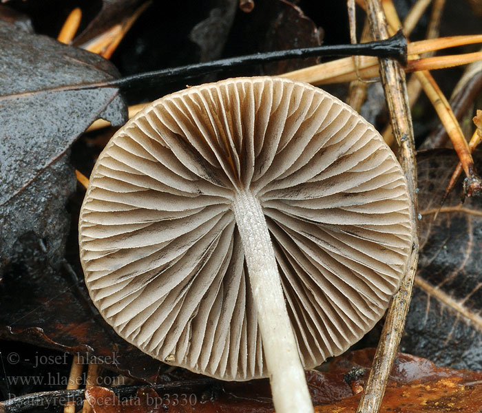 Psathyrella_ocellata_bp3330