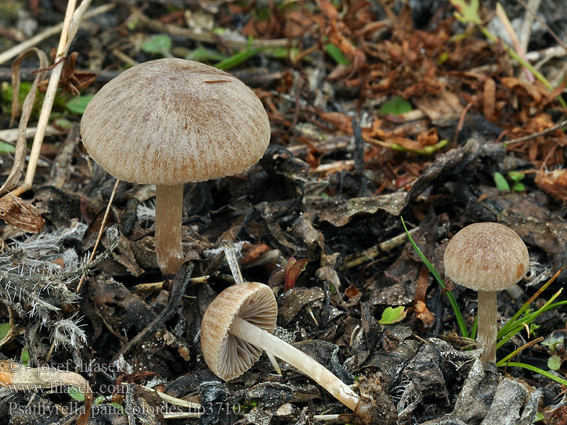 Psathyrella_panaeoloides_bp3710