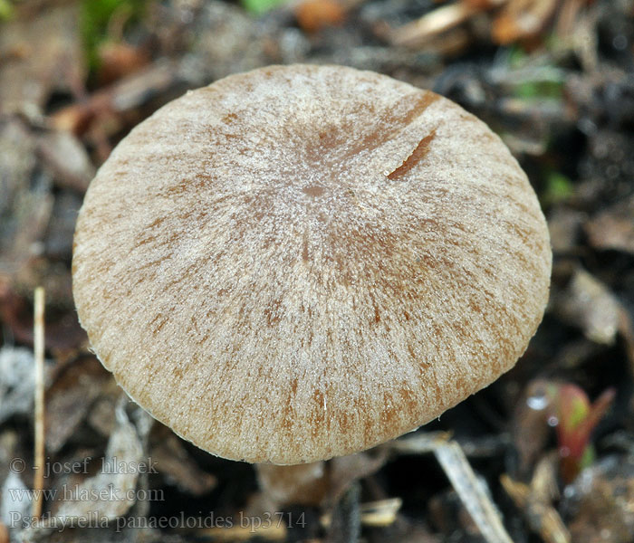 Psathyrella_panaeoloides_bp3714