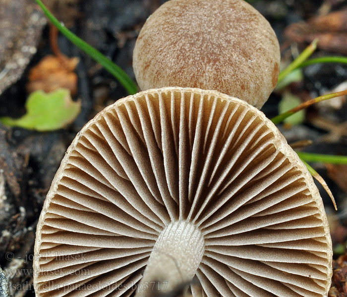 Psathyrella_panaeoloides_bp3717