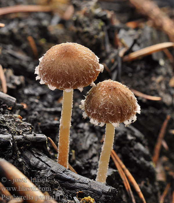 Psathyrella pennata Křehutka opýřená Kohlenfaserling Kohlenmürbling