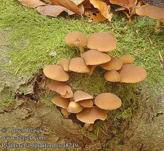 Psathyrella piluliformis Common Stump Brittlestem Lysstokket morkhat