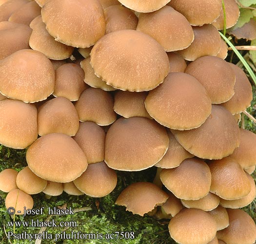 Psathyrella piluliformis Kastanjahaprakas Kastanjanruskea hapralakki