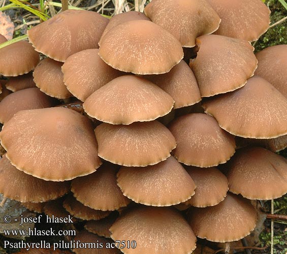 Psathyrella piluliformis Psathyrelle hydrophile Witsteelfranjehoed