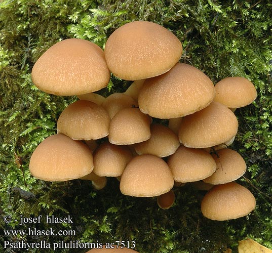 Psathyrella piluliformis Weißstieliges Stockschwämmchen