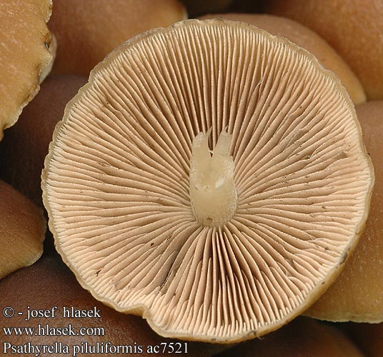 Psathyrella piluliformis Křehutka vodomilná Kastanjespröding