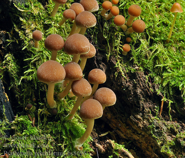 Psathyrella_piluliformis_bs8696