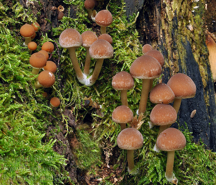 Psathyrella piluliformis Common Stump Brittlestem