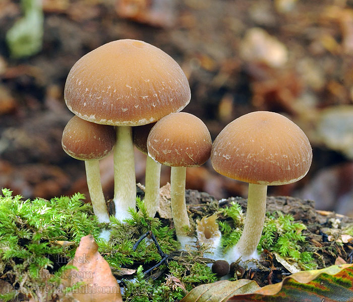 Křehutka vodomilná Psathyrella piluliformis