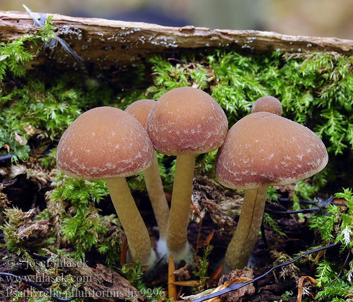 Křehutka vodomilná Psathyrella piluliformis Kastanjespröding