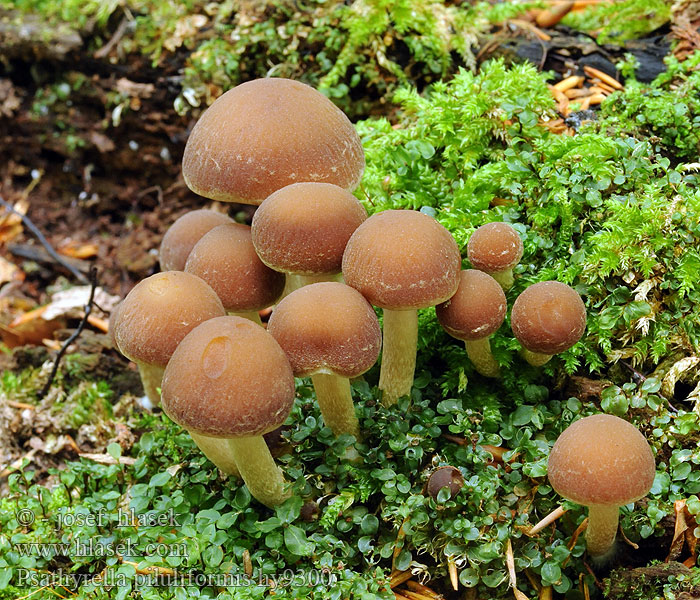 Psathyrella piluliformis Kastanjespröding Kastanjesprøsopp