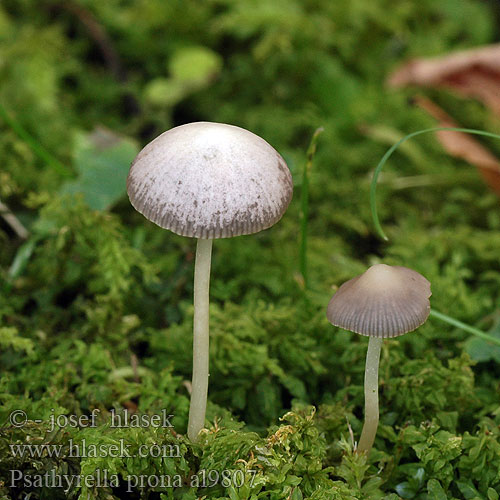 Psathyrella prona Křehutka maličká Drobuľka nežná Kruchaweczka przydrożna Wegrandmürbling Kleine grasfranjehoed Vej-Mørkhat Hakahaprakas Vägspröding Travniška črnivka