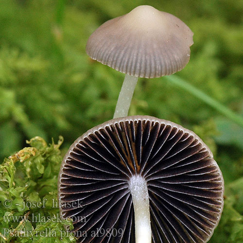 Psathyrella prona al9809