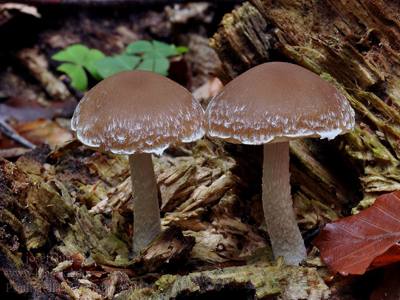 Psathyrella rostellata Křehutka švédská