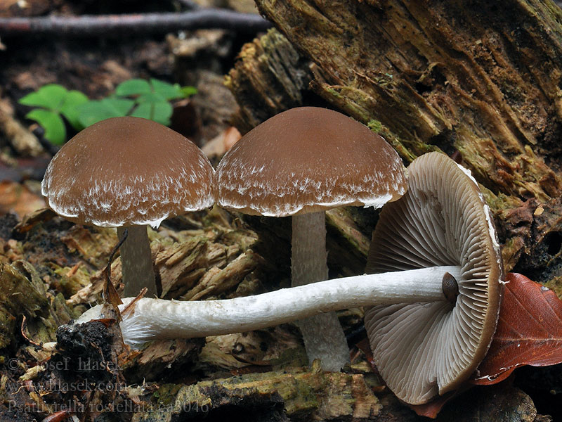 Psathyrella rostellata Spånspröding