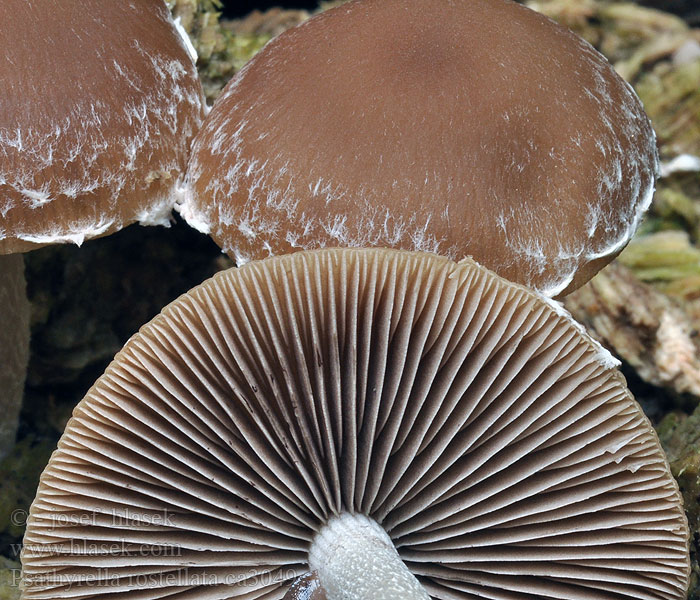 Psathyrella rostellata