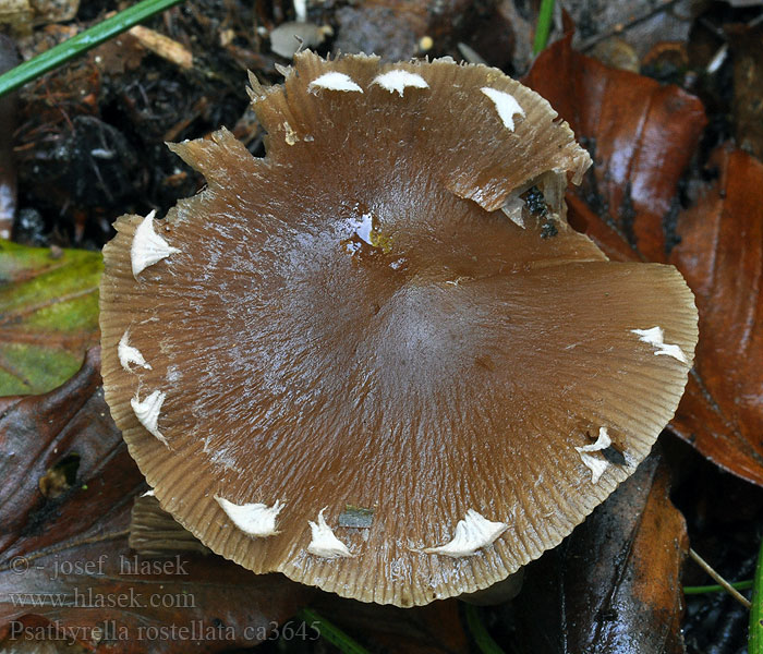 Křehutka švédská Psathyrella rostellata