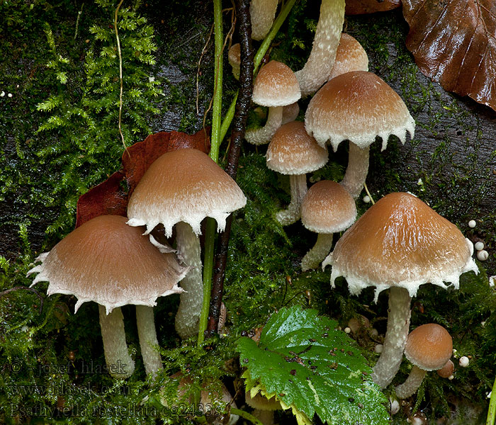 Křehutka švédská Psathyrella rostellata