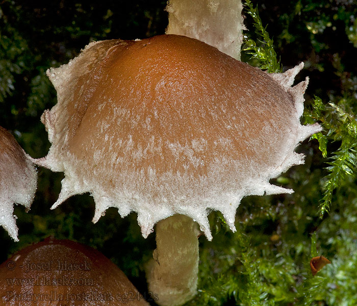 Křehutka švédská Psathyrella rostellata