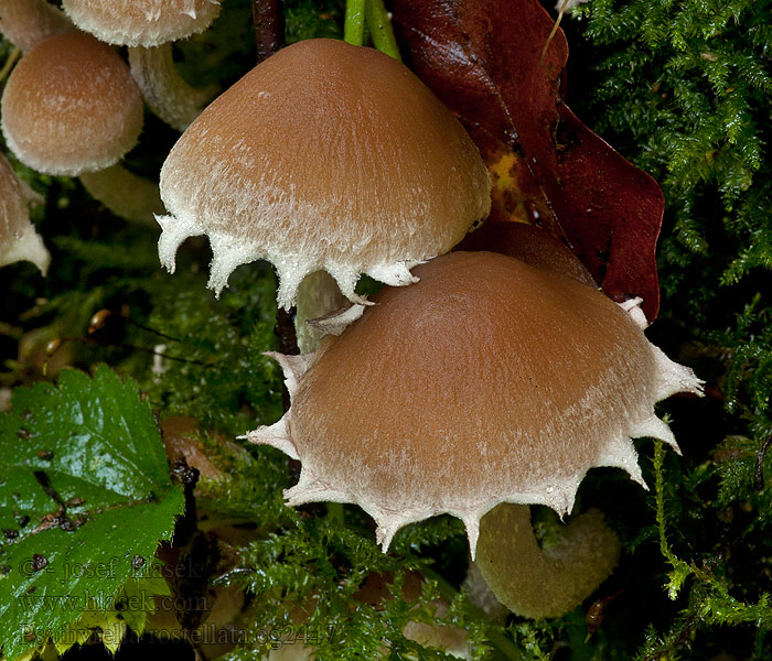 Křehutka švédská Psathyrella rostellata