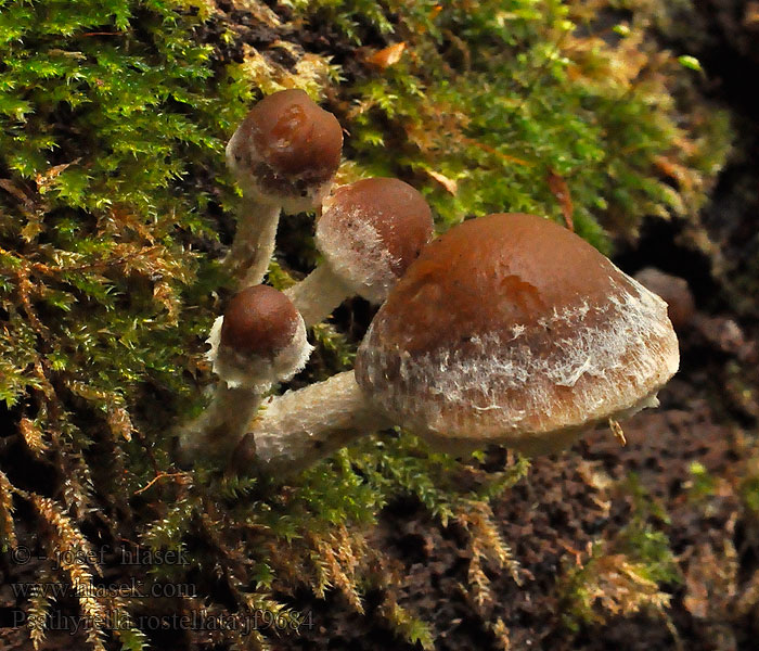 Psathyrella rostellata