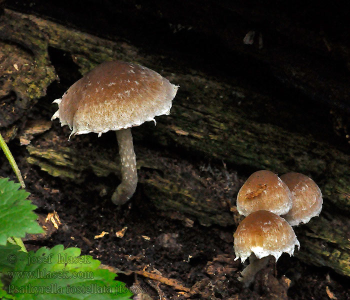 Psathyrella rostellata Křehutka švédsk