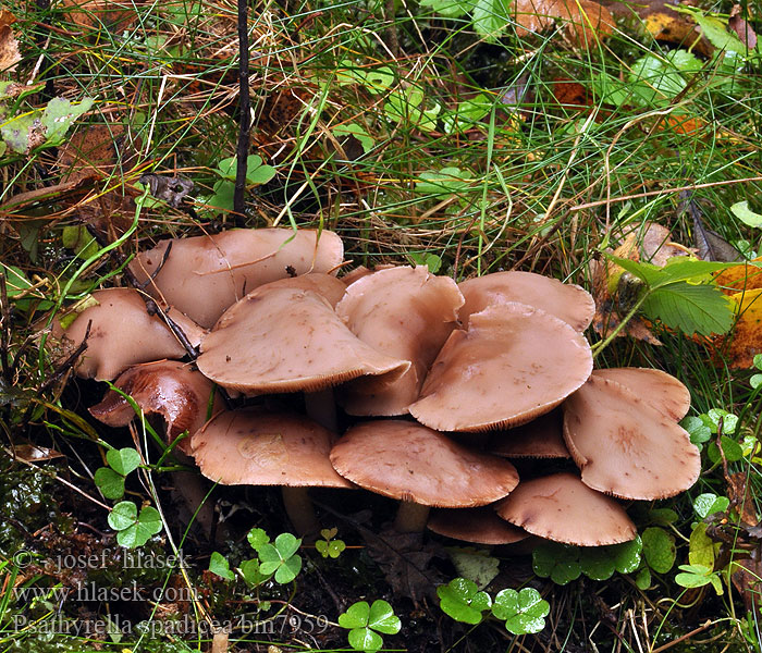 Psathyrella spadicea Křehutka čokoládová Kruchaweczka gładka