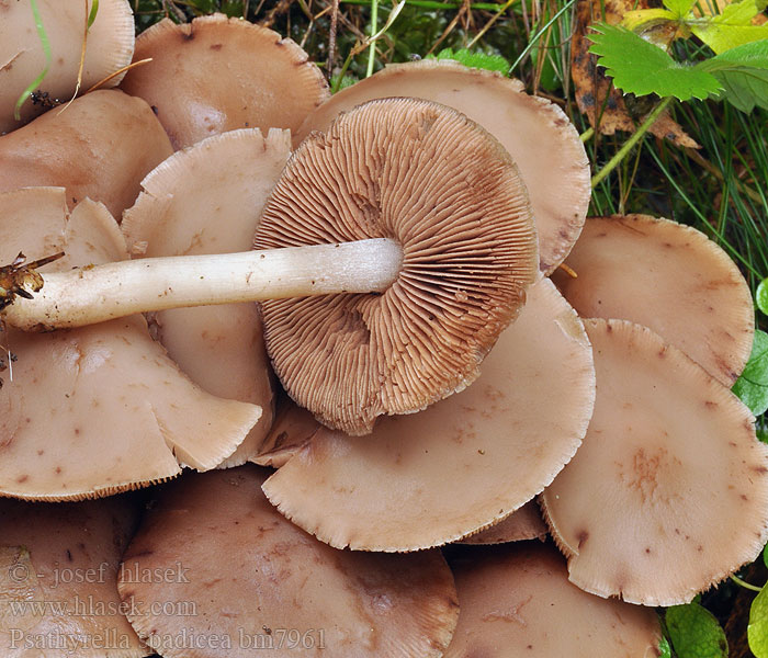 Schokoladenbrauner Faserling Mogelijk Dadelfranjehoeden