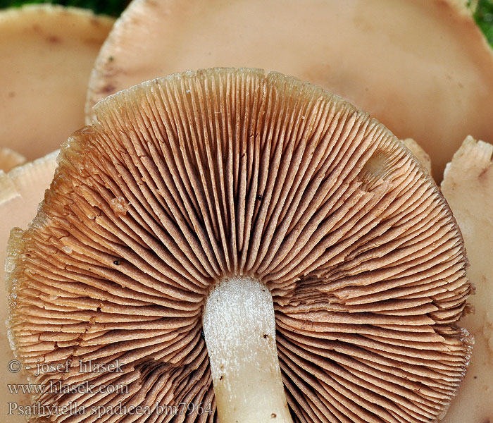 Psathyrella_spadicea_bm7964