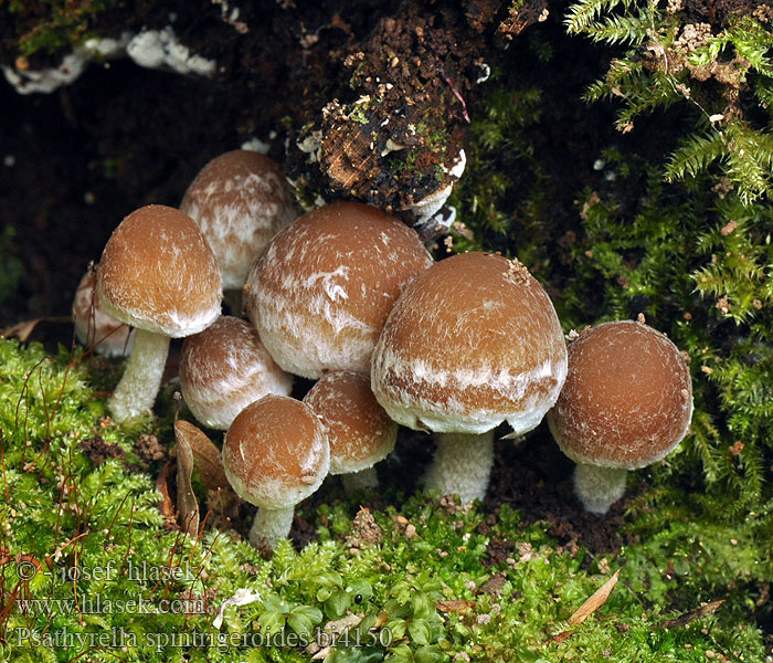 Psathyrella spintrigeroides Křehutka bělovláknitá