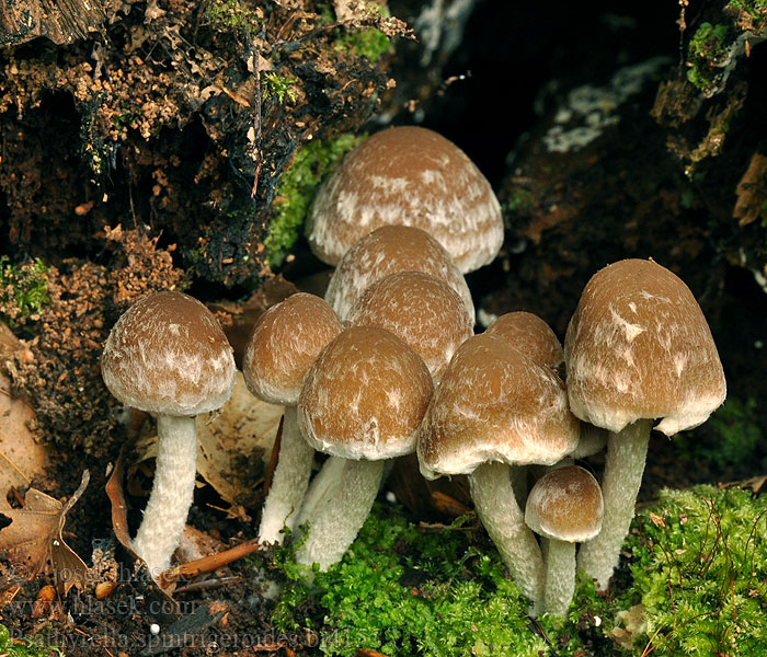 Psathyrella spintrigeroides Псатирелла полосато-колечная