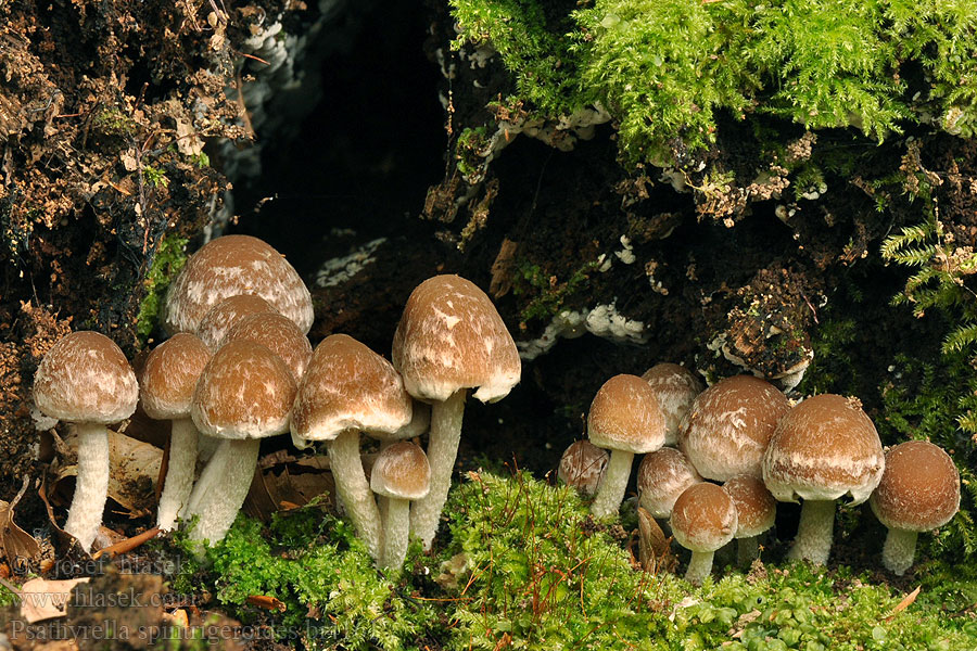 Psathyrella spintrigeroides