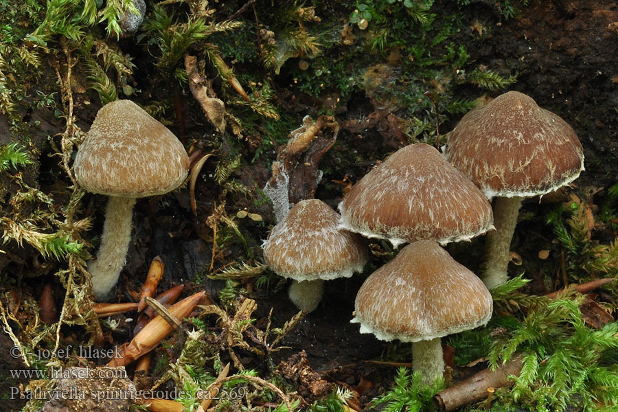 Křehutka bělovláknitá Psathyrella spintrigeroides