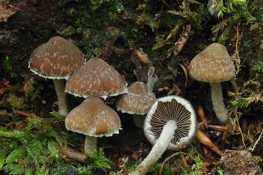 Psathyrella spintrigeroides