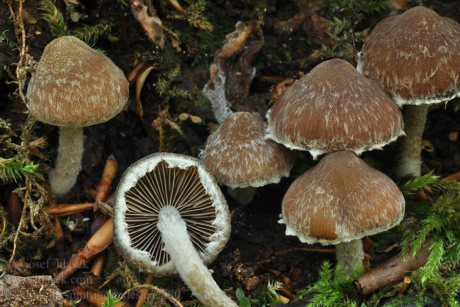 Псатирелла полосато-колечная Psathyrella spintrigeroides