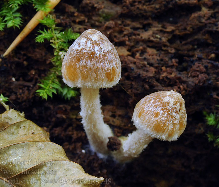 Křehutka bělovláknitá Psathyrella spintrigeroides