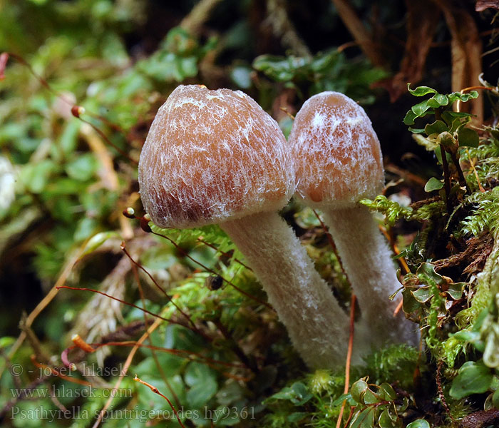 Псатирелла полосато-колечная Psathyrella spintrigeroides