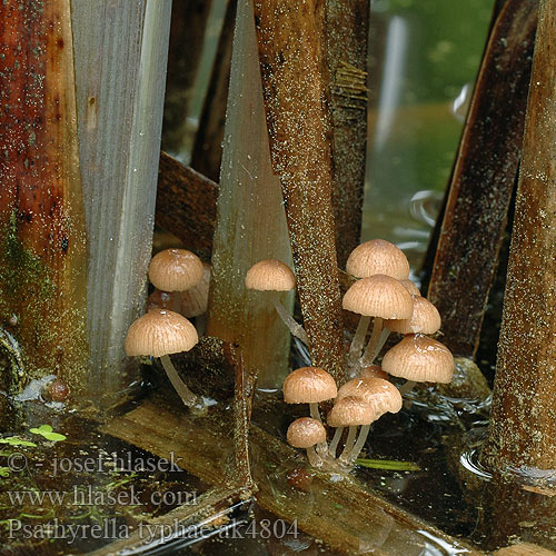 Psathyrella typhae Křehutka orobincová Křehutička