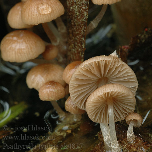 Psathyrella typhae ak4837