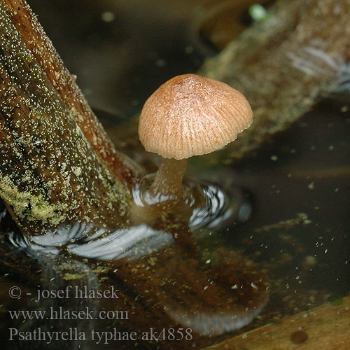 Psathyrella typhae ak4858