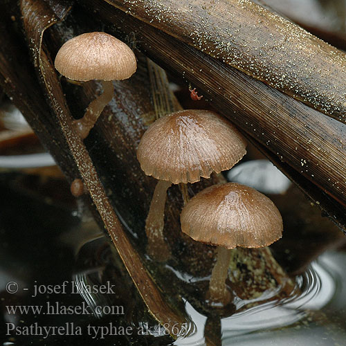 Psathyrella typhae ak4865