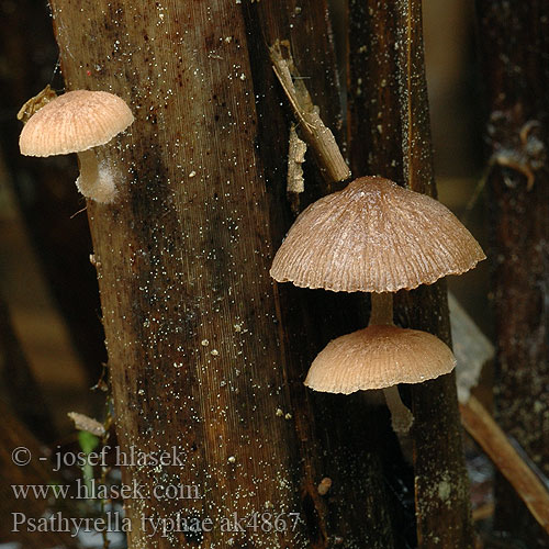 Psathyrella typhae ak4867