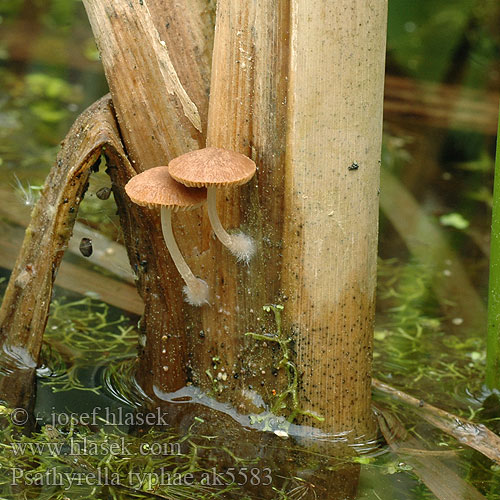 Psathyrella typhae Křehutka orobincová