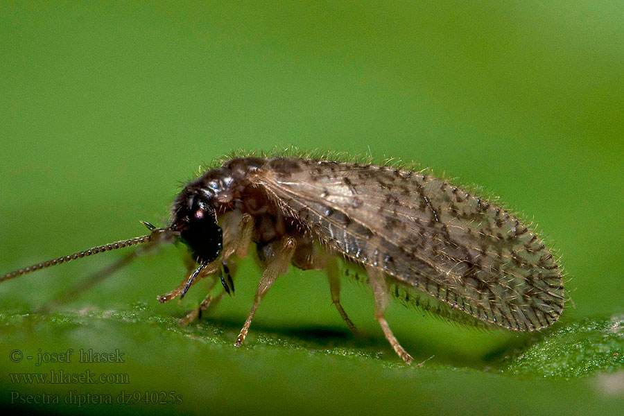 Psectra diptera
