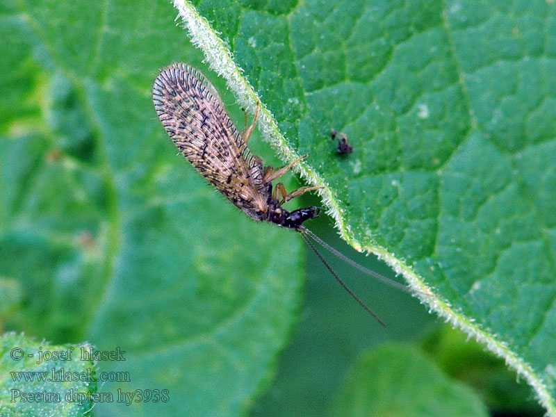 Psectra diptera