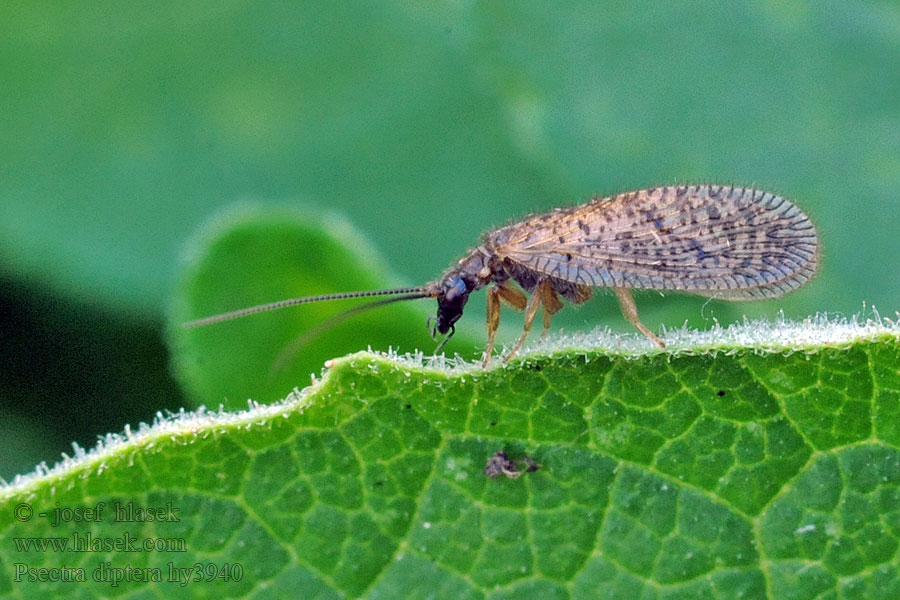 Psectra diptera