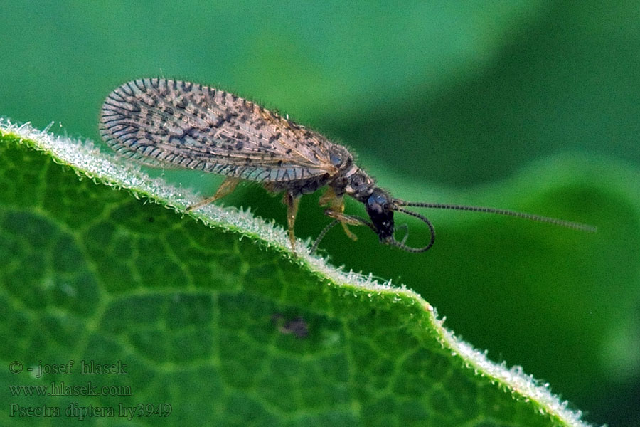 Psectra diptera