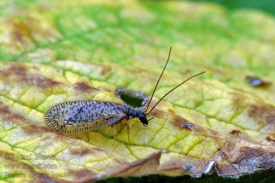 Psectra diptera